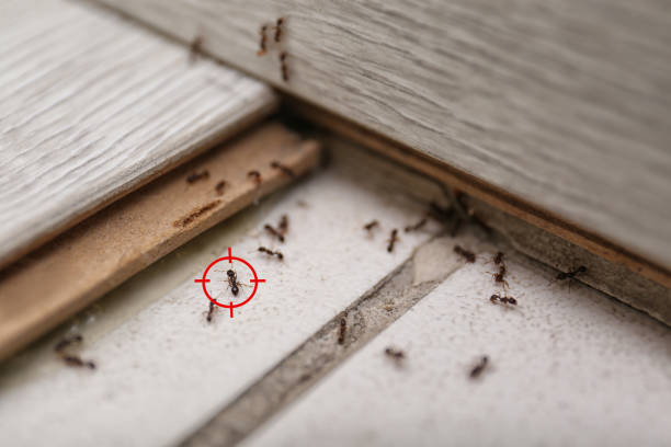 Best Pest Control Near Me  in Huntsville, AR