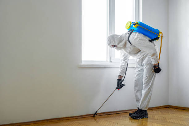 Best Flea Control Services  in Huntsville, AR