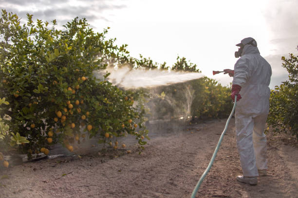 Best Affordable Pest Control Services  in Huntsville, AR