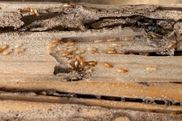 Pest Control for Restaurants in Huntsville, AR